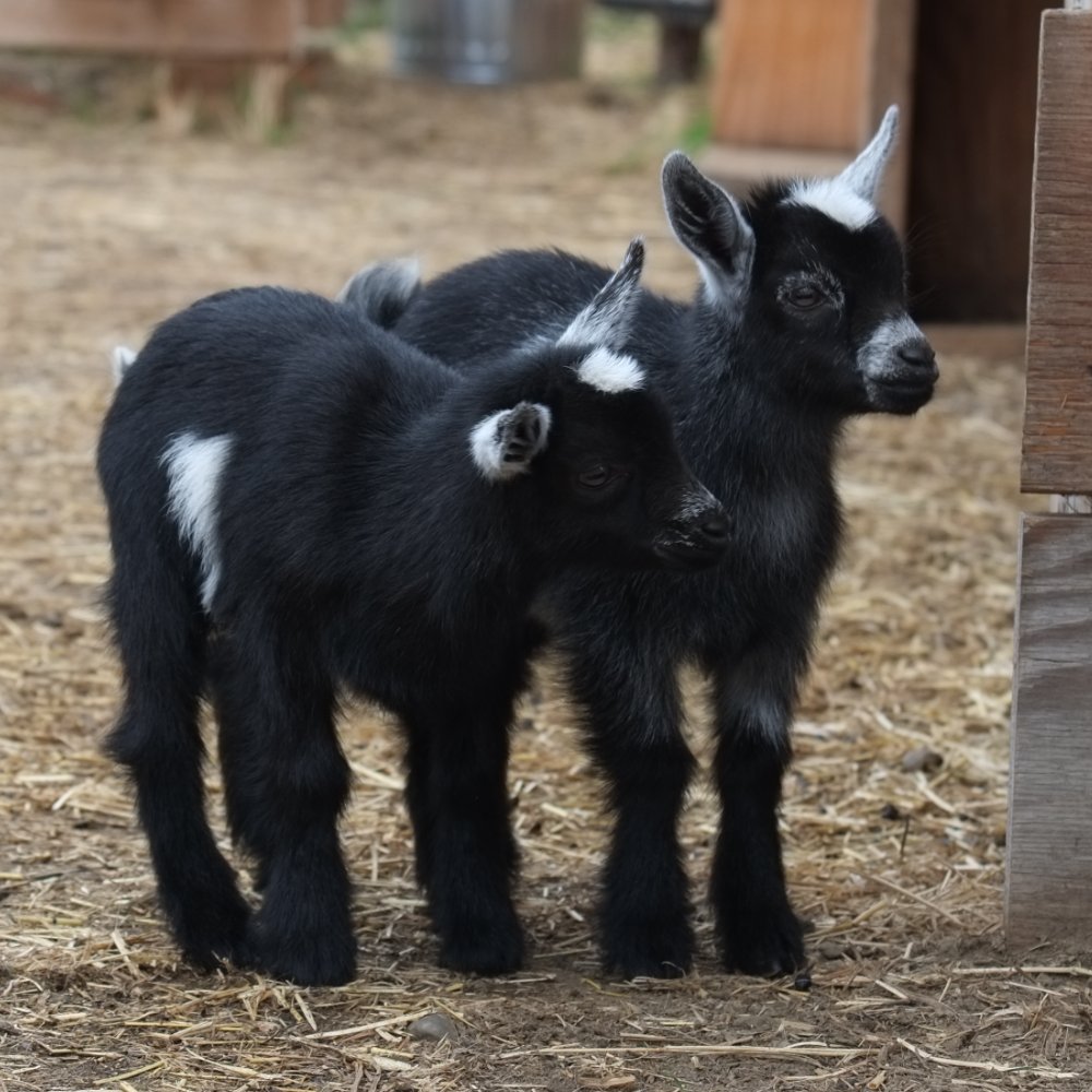 The Belmont Goats  ·  Photo: <a href="https://www.flickr.com/photos/linkletter/9870895685" target="_blank">Ian Linkletter</a>